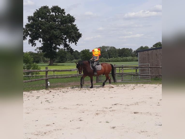 Trait belge Hongre 16 Ans 148 cm Bai in Beerse