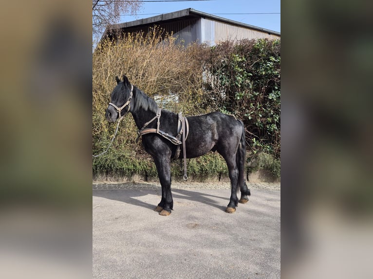 Trait belge Croisé Hongre 2 Ans Noir in Kürten