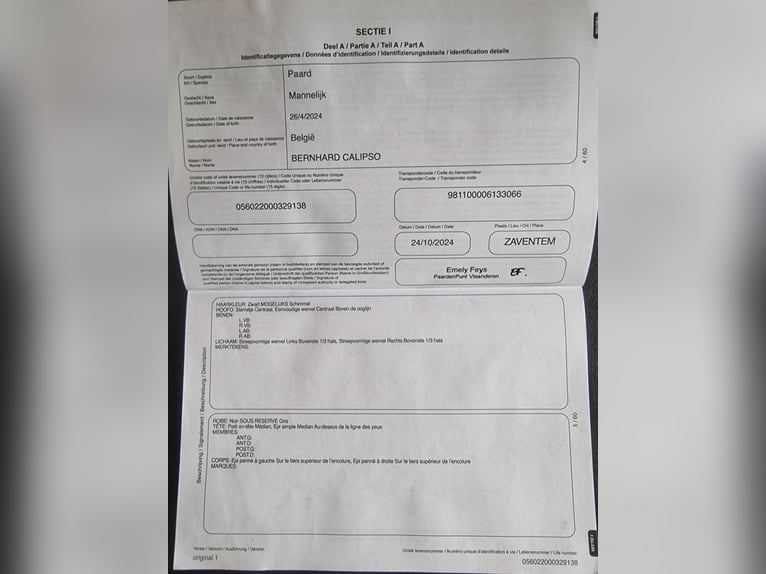 Trait belge Croisé Hongre 2 Ans Noir in Kürten