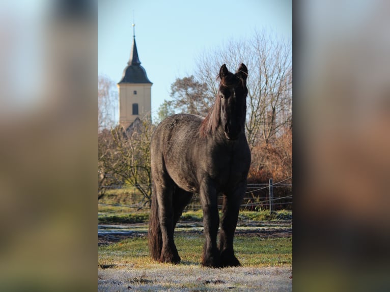Trait belge Hongre 3 Ans 165 cm Rouan Bleu in Derwitz
