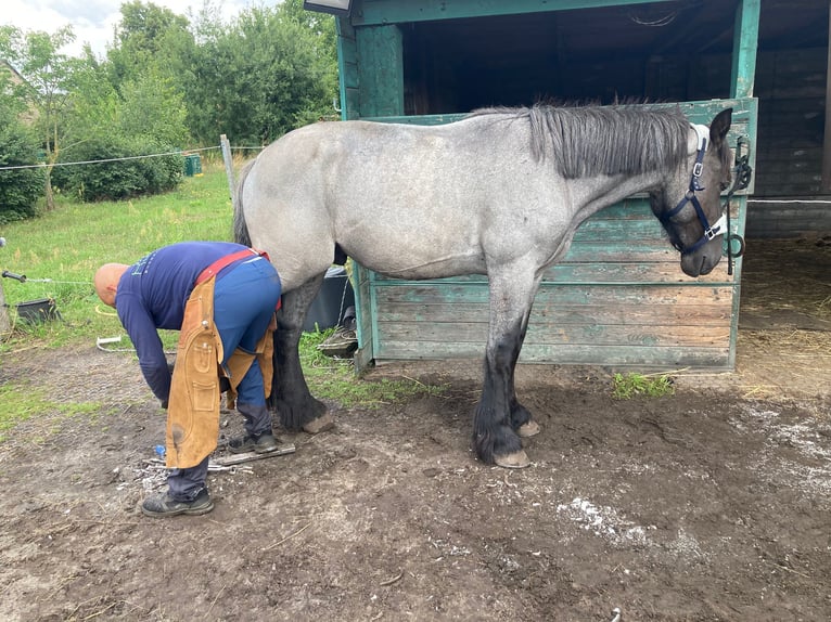 Trait belge Hongre 3 Ans 165 cm Rouan Bleu in Derwitz