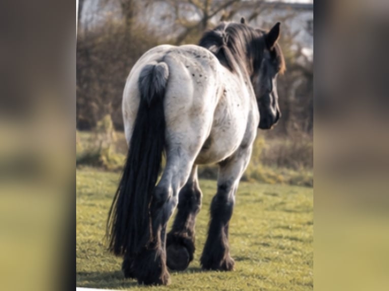 Trait belge Hongre 3 Ans 170 cm Rouan Bleu in Laubsdorf