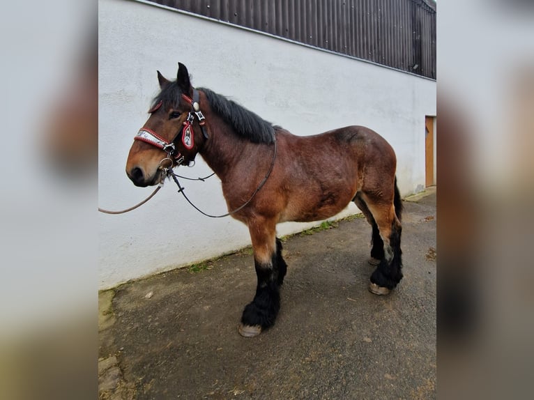 Trait belge Hongre 3 Ans 173 cm Bai in Nettersheim