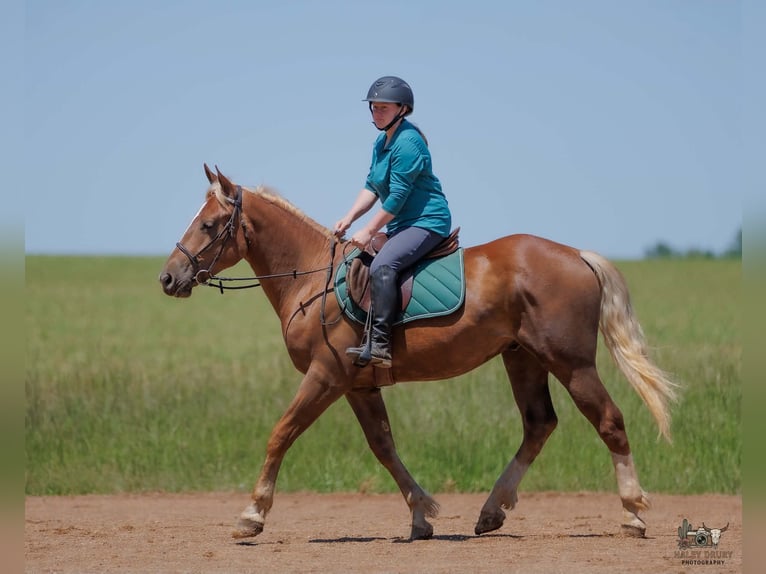 Trait belge Croisé Hongre 3 Ans Alezan cuivré in Auburn