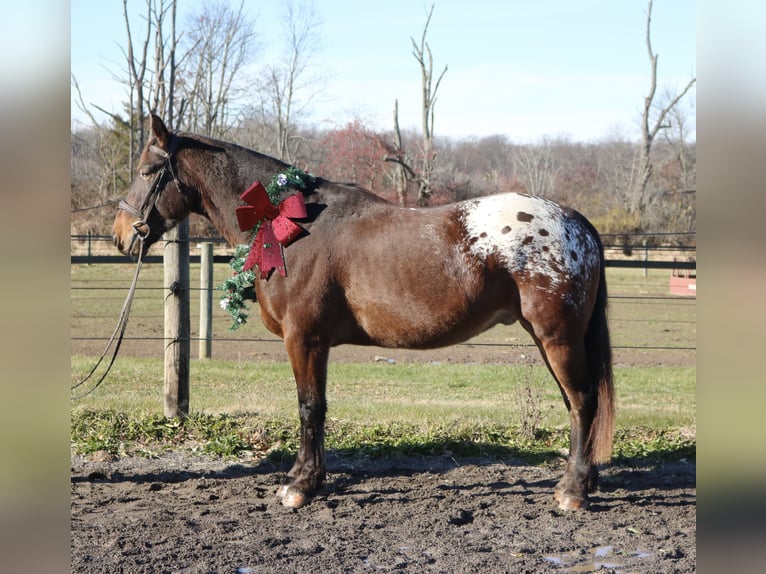 Trait belge Croisé Hongre 4 Ans 160 cm Bai cerise in Perkasie