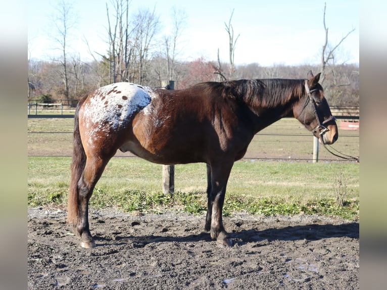 Trait belge Croisé Hongre 4 Ans 160 cm Bai cerise in Perkasie