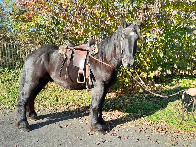 Trait belge Hongre 4 Ans 160 cm Noir in Nettersheim