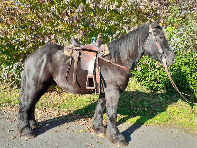 Trait belge Hongre 4 Ans 160 cm Noir in Nettersheim