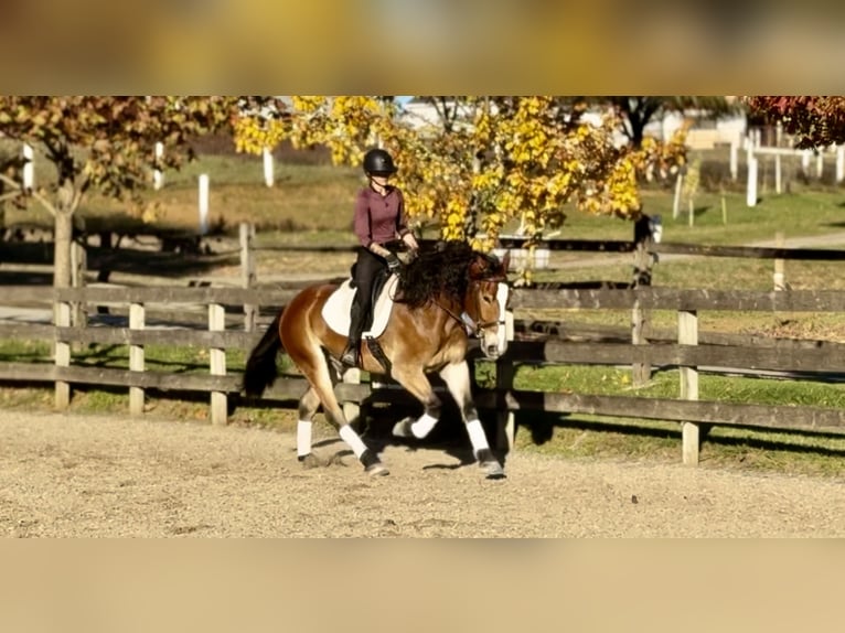 Trait belge Croisé Hongre 4 Ans 163 cm Bai cerise in Gap