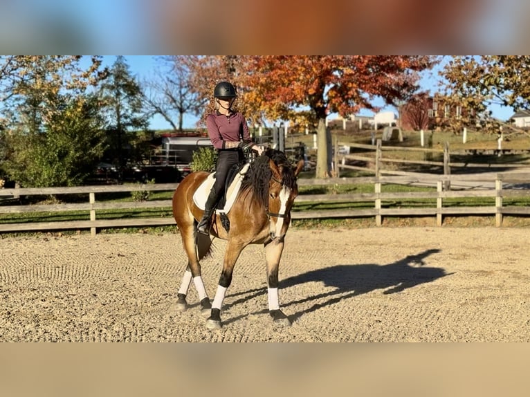 Trait belge Croisé Hongre 4 Ans 163 cm Bai cerise in Gap