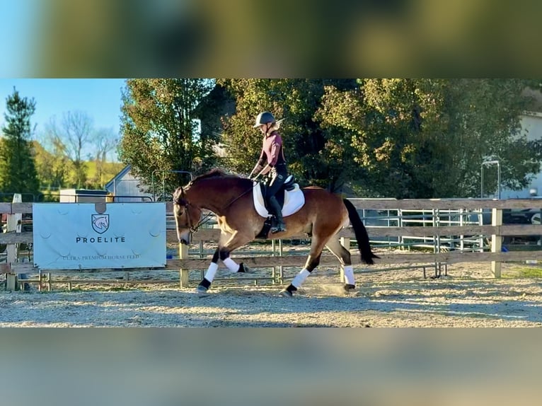 Trait belge Croisé Hongre 4 Ans 163 cm Bai cerise in Gap