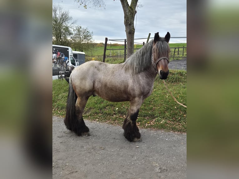 Trait belge Hongre 4 Ans 166 cm Rouan bleu in Ave et Auffe