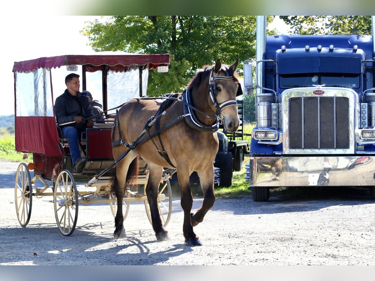 Trait belge Croisé Hongre 4 Ans 173 cm Buckskin in Gap Trait belge Croisé Hongre 4 Ans 173 cm Buckskin in Gap