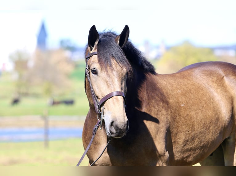 Trait belge Croisé Hongre 4 Ans 173 cm Buckskin in Gap Trait belge Croisé Hongre 4 Ans 173 cm Buckskin in Gap