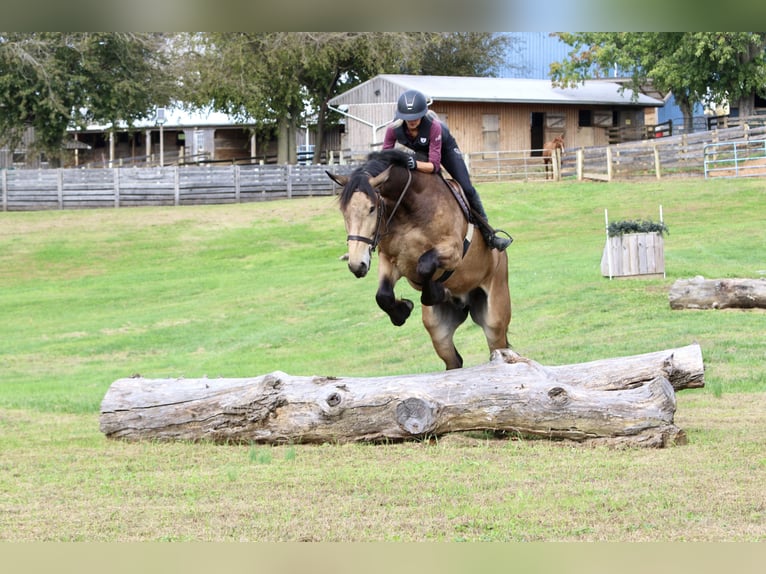 Trait belge Croisé Hongre 4 Ans 173 cm Buckskin in Gap Trait belge Croisé Hongre 4 Ans 173 cm Buckskin in Gap