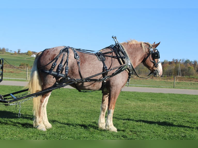Trait belge Croisé Hongre 4 Ans 173 cm Rouan Rouge in Millersburg