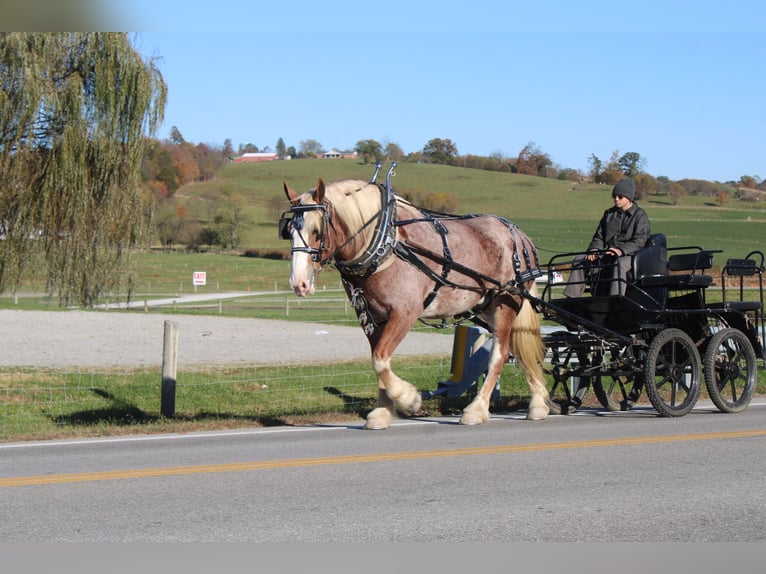 Trait belge Croisé Hongre 4 Ans 173 cm Rouan Rouge in Millersburg