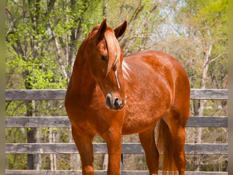 Trait belge Croisé Hongre 4 Ans Alezan cuivré in Clover, SC