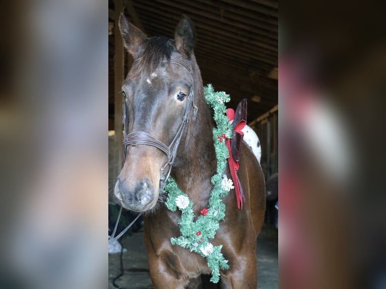 Trait belge Croisé Hongre 5 Ans 160 cm Bai cerise in Perkasie