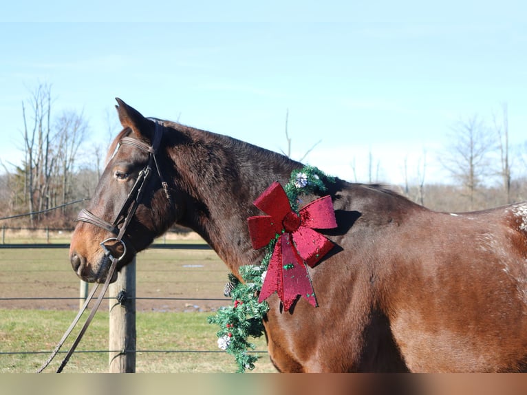 Trait belge Croisé Hongre 5 Ans 160 cm Bai cerise in Perkasie