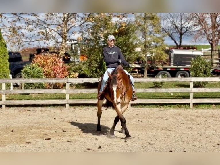 Trait belge Croisé Hongre 5 Ans 163 cm Bai cerise in Gap`