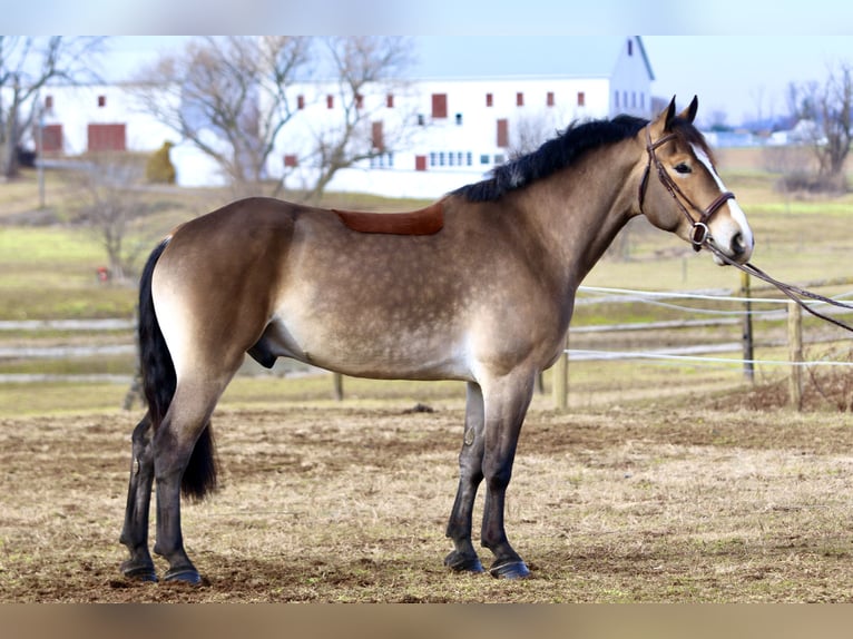 Trait belge Croisé Hongre 5 Ans 163 cm Bai cerise in Gap`