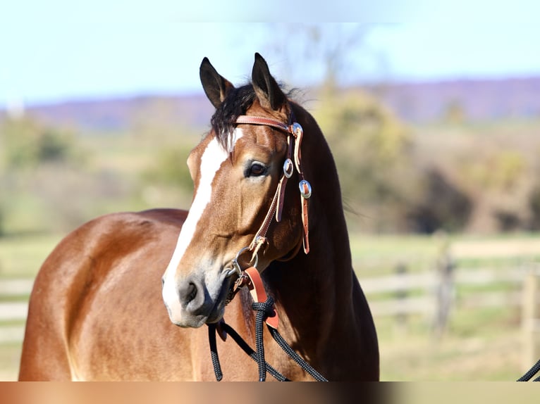 Trait belge Croisé Hongre 5 Ans 163 cm Bai cerise in Gap