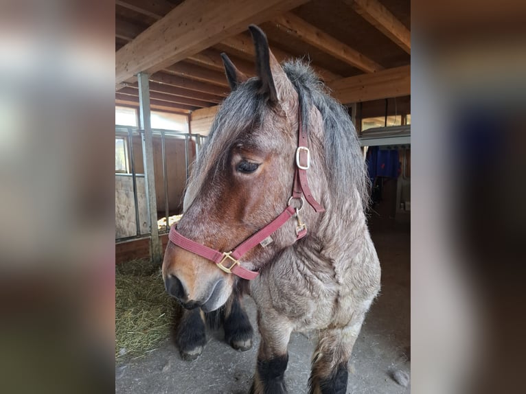 Trait belge Hongre 5 Ans 166 cm Gris (bai-dun) in Putzleinsdorf