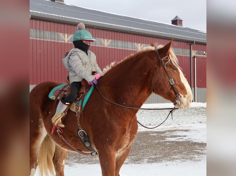 Trait belge Croisé Hongre 5 Ans 168 cm Alezan brûlé in Howell