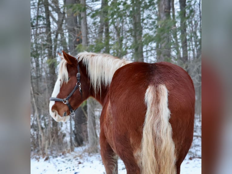 Trait belge Croisé Hongre 5 Ans 168 cm Alezan brûlé in Howell