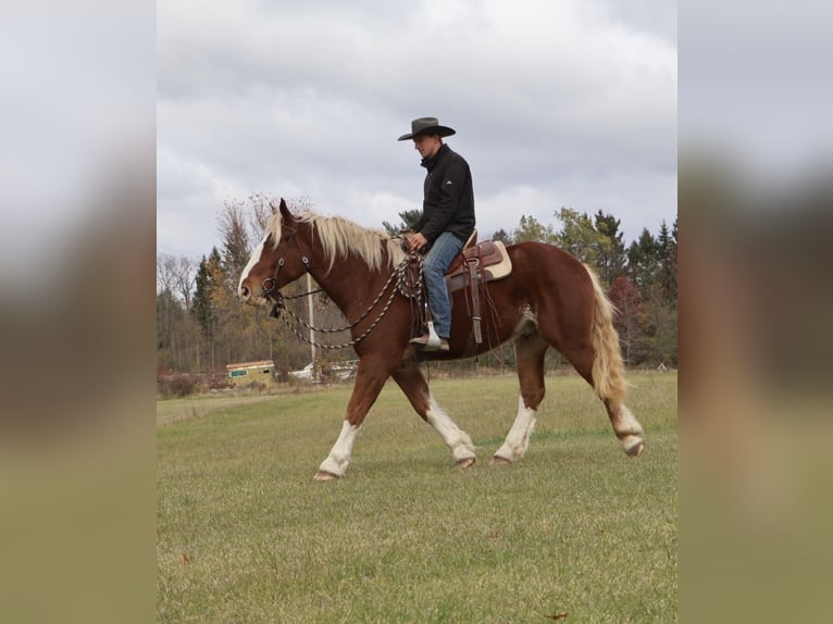 Trait belge Croisé Hongre 5 Ans 168 cm Alezan brûlé in Howell
