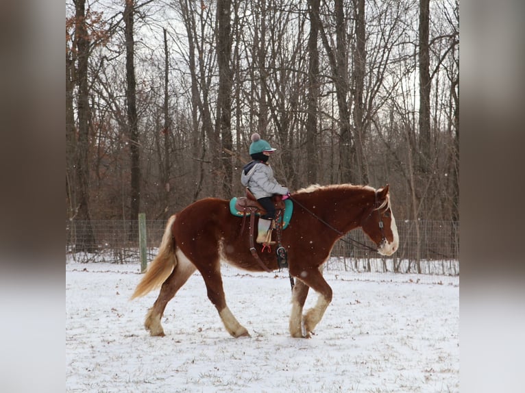 Trait belge Croisé Hongre 5 Ans 168 cm Alezan brûlé in Howell