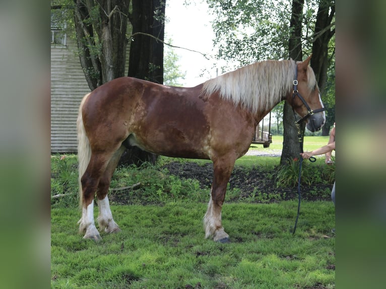 Trait belge Croisé Hongre 5 Ans 168 cm Alezan cuivré in Perkasie