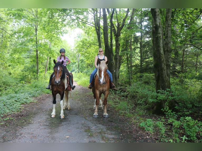 Trait belge Croisé Hongre 5 Ans 168 cm Alezan cuivré in Perkasie