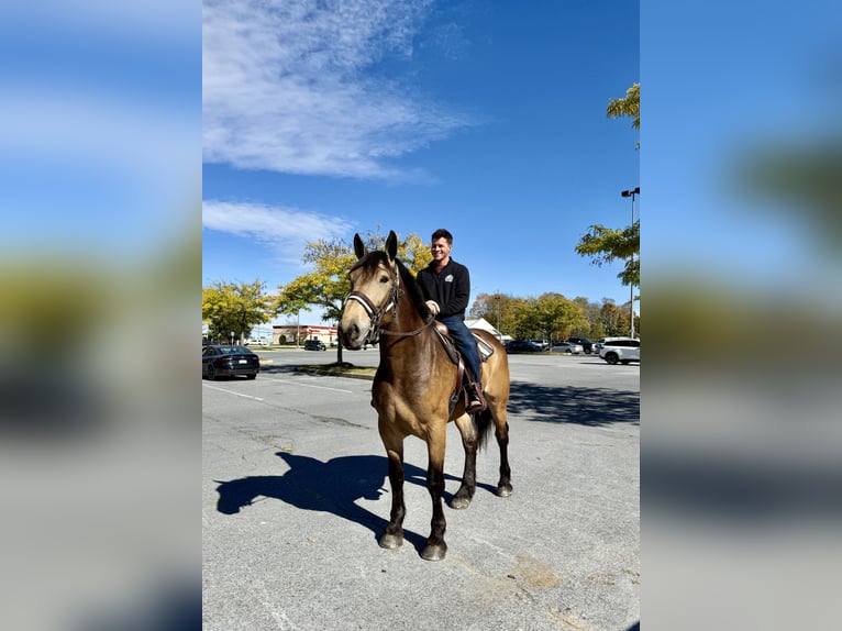 Trait belge Croisé Hongre 5 Ans 173 cm Buckskin in Gap