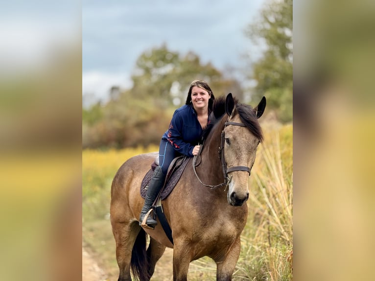 Trait belge Croisé Hongre 5 Ans 173 cm Buckskin in Gap