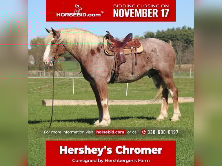 Trait belge Croisé Hongre 5 Ans 173 cm Rouan Rouge in Millersburg