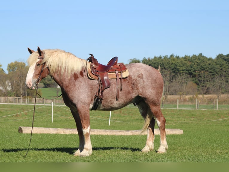 Trait belge Croisé Hongre 5 Ans 173 cm Rouan Rouge in Millersburg