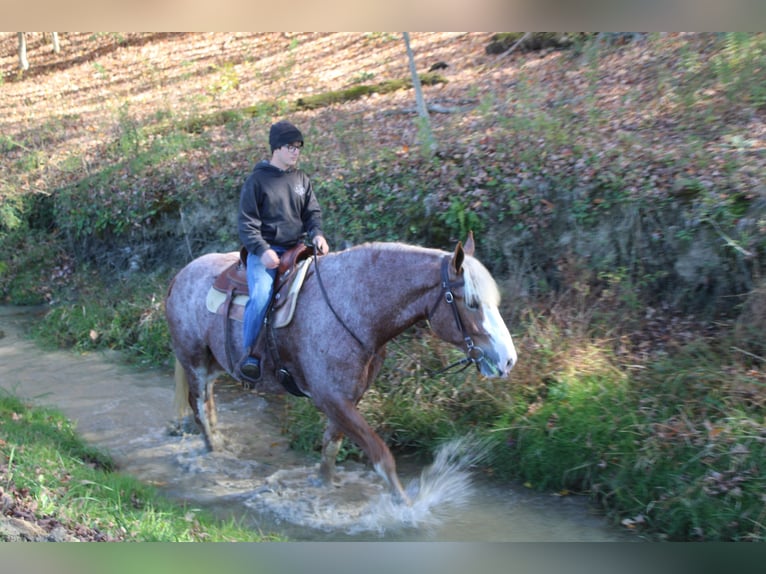 Trait belge Croisé Hongre 5 Ans 173 cm Rouan Rouge in Millersburg