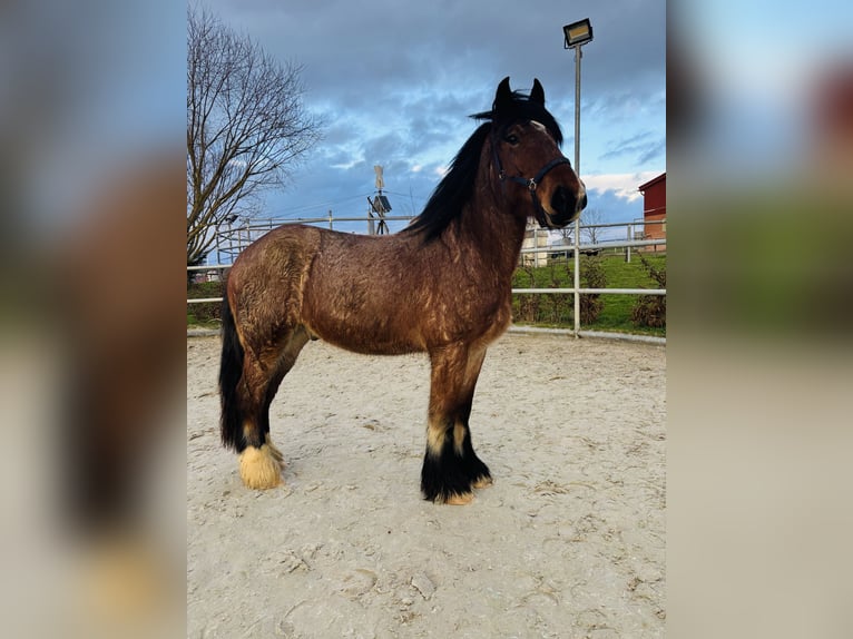Trait belge Croisé Hongre 5 Ans 180 cm Gris (bai-dun) in Duderstadt