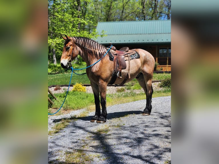 Trait belge Hongre 5 Ans 183 cm Roan-Bay in Belfast