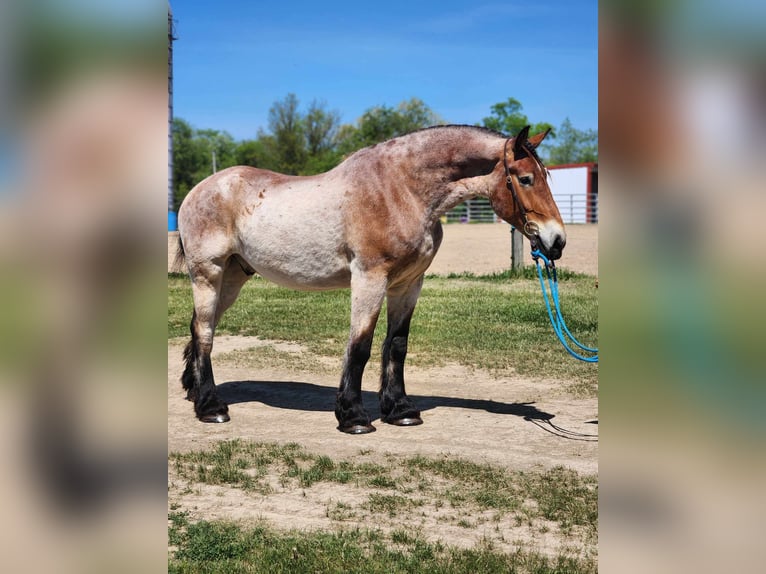 Trait belge Hongre 5 Ans 183 cm Roan-Bay in Belfast