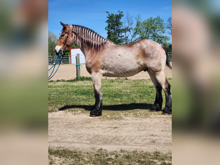 Trait belge Hongre 5 Ans 183 cm Roan-Bay in Belfast