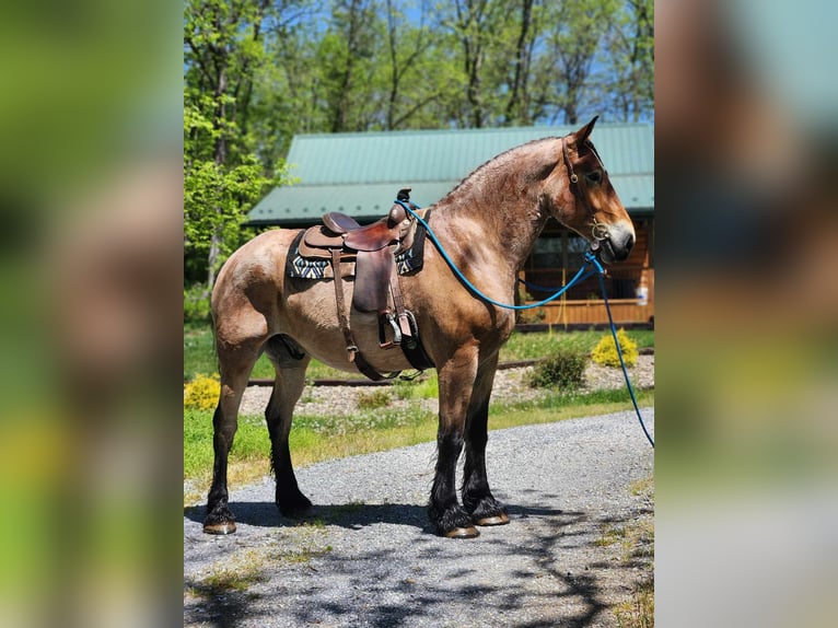 Trait belge Hongre 5 Ans 183 cm Roan-Bay in Belfast