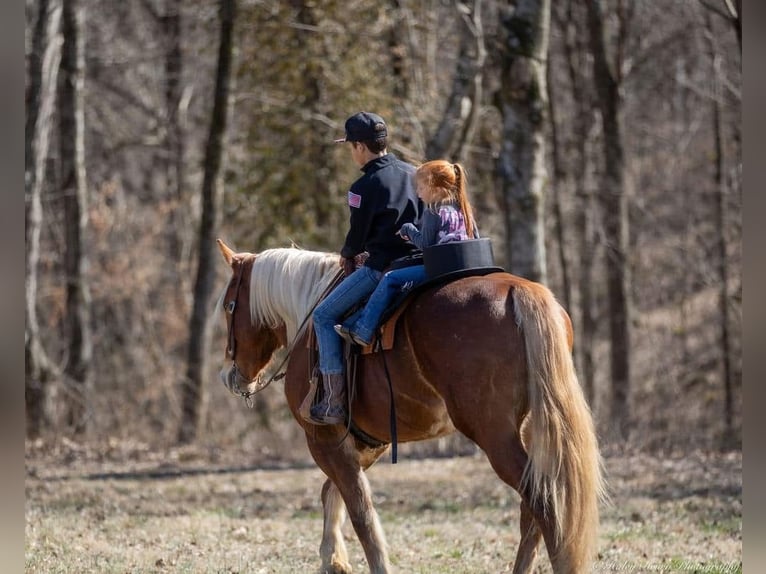 Trait belge Croisé Hongre 6 Ans 163 cm Bai cerise in Fort Worth Texas