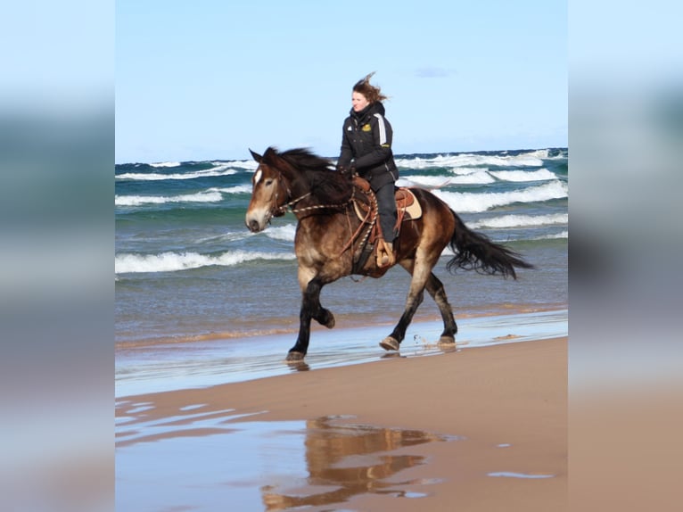Trait belge Croisé Hongre 6 Ans 168 cm Buckskin in Howell