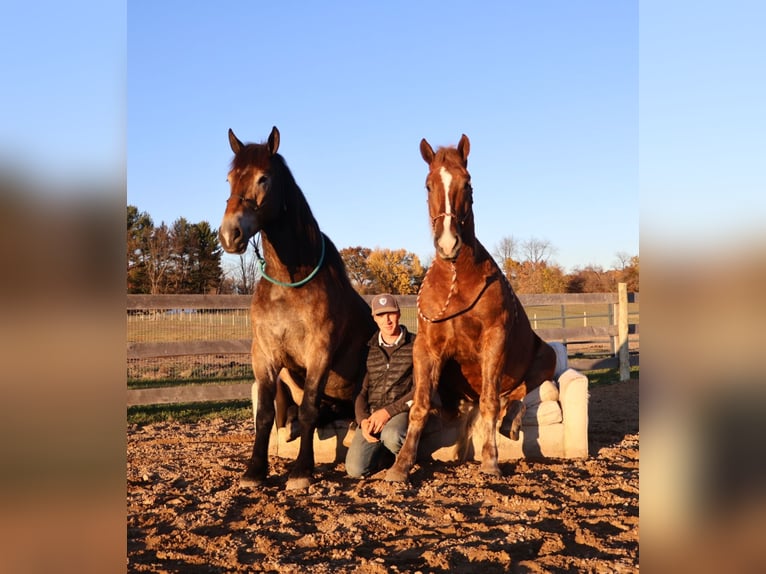 Trait belge Croisé Hongre 6 Ans 168 cm Buckskin in Howell