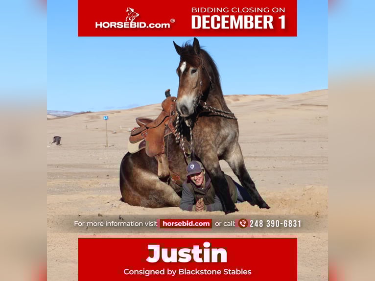 Trait belge Croisé Hongre 6 Ans 168 cm Buckskin in Howell