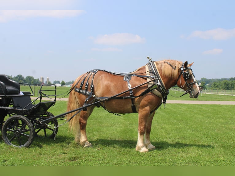 Trait belge Hongre 6 Ans 170 cm Alezan cuivré in Millersburg