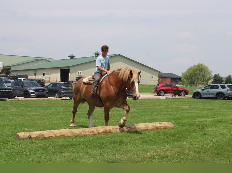 Trait belge Hongre 6 Ans 170 cm Alezan cuivré in Millersburg